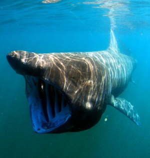A basking sharks feeds in the Irish Sea off the Isle of Man. Dr. Greg Skomal