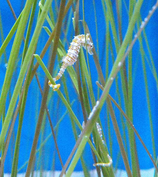 Hippocampus zosterae at the Birch Aquarium, San Diego, California, USA, 14 December 2009. Stickpen / wikipedia.org