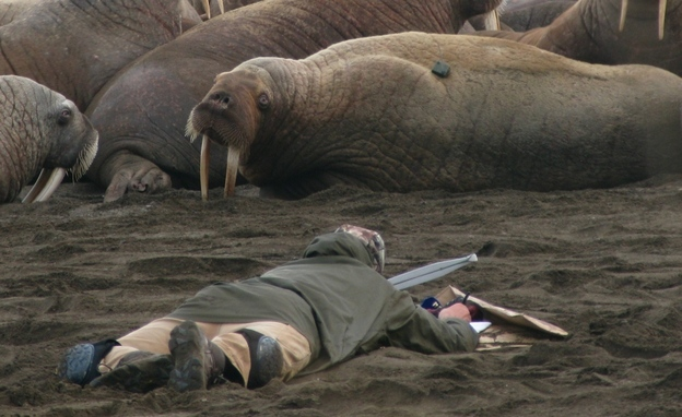 Wildlife biologist Anthony Fischbach observes a tagged walrus near Point Lay, Alaska, September 2010. Tens of thousands of walruses have come ashore in northwest Alaska because the sea ice they normally rest on has melted. U.S. Geological Survey / AP