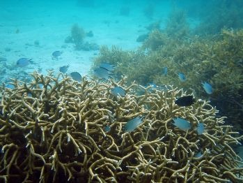 Millepora coral in the Philippines prior to the 2010 bleaching event. Photo courtesy of Pierre Fidenci