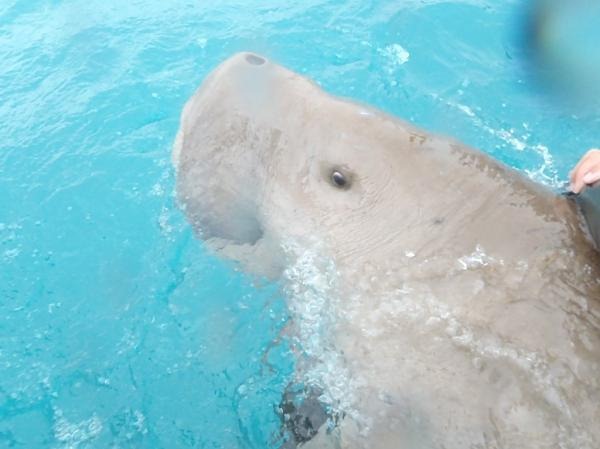 The 'turtle and dugong capital of the world,' the northern Great Barrier Reef (GBR) and Torres Strait region, faces increased pressure under climate change from human actions such as fishing, hunting, onshore development and pollution. Image courtesy of ARC Centre of Excellence in Coral Reef Studies