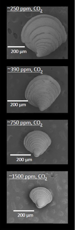Images of 36-day-old M. mercenaria grown under different levels of CO2, <250, 390, 750, and 1,500 ppm. Image courtesy of Stony Brook University