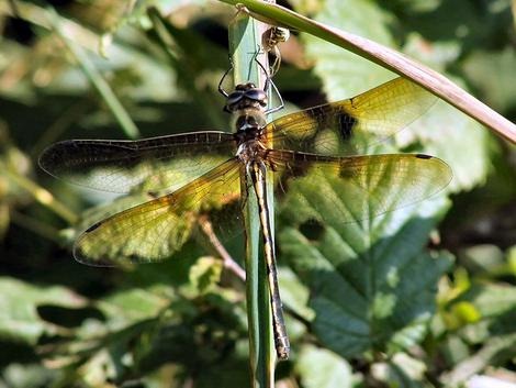 The Orange Spotted Emerald Dragonfly, a species last recorded in the UK c.1957. Oxygastra curtisii by R&eacute;gis Krieg-Jacquier