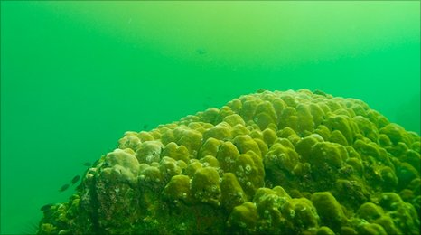 Coral doesn't survive for long under a green cloud of algae. The toxic algae starves coral of light and oxygen. BBC