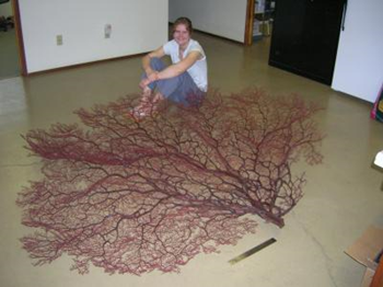 This is researcher Branwen Williams with 124 year old gorgonian collected from 85 m deep offshore of Palau in the western tropical Pacific. Credit: Photo courtesy Andrea Grottoli, Ohio State University