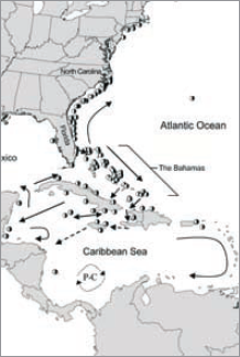 Lionfish distribution in the Caribbean, Gulf of Mexico and Atlantic as of January 2009 (as included in Freshwater et al. 2009). gisp.org