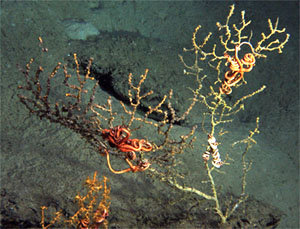 A single colony of coral with dying and dead sections on left, apparently living tissue at right, and bare skeleton with sickly looking brittle star on the base. Image courtesy of Lophelia II 2010 Expedition, NOAA-OER / BOEMREA via nola.com