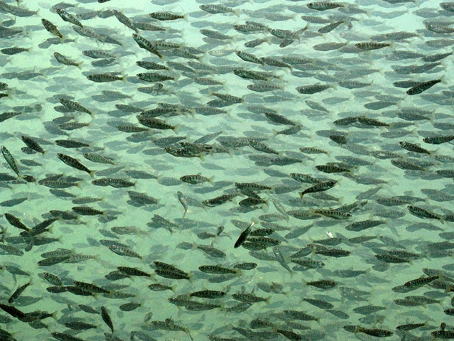 Baby salmon at the Capilano Salmon Hatchery, February 23, 2008. Ruth and Dave Ruth Hartnup / flickr.com