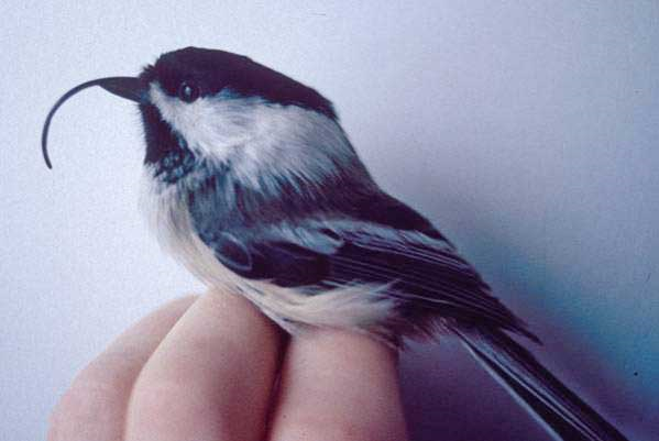 Chickadee with avian keratin disorder. Courtesy of USGS via TIME
