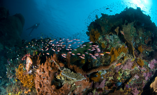 Coral reef at Nusa Penida, Bali. uwphotographyguide.com