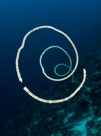 Wire coral, deep at Nusa Penida, Bali. uwphotographyguide.com