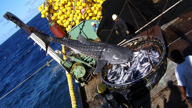 Innocent victim: a whale shark being pulled on deck after being caught in a purse seiner. Photo: Greenpeace / The Daily Telegraph