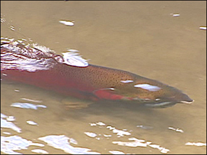 Coho salmon. More than 30,000 Seattle Coho salmon have mysteriously disappeared in the Fall 2010 run. komonews.com