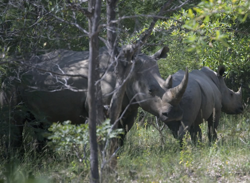 Rhinos killed in Zimbabwe near Chinese chrome mining operations. rhinoconservation.org