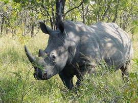 Southern white rhinoceros in Kruger National Park, via Wikipedia