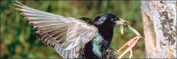 Starling eating an insect