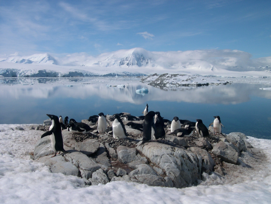 'This colony was once much larger,' Fen Montaigne says, 'but in recent years all the Ad&eacute;lie colonies in the northwestern Antarctic Peninsula have been in steep decline as soaring temperatures have made the environment inhospitable for the ice-dependent Ad&eacute;lies.' Researchers estimate that the population of Ad&eacute;lie penguins has declined by 65 percent over the past 25 years. Fen Montaigne / treehugger.com