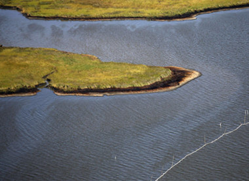 These oil-stained wetlands in Bay Jimmy were photographed Oct. 4, 2010. Michael DeMocker / The Times-Picayune archive
