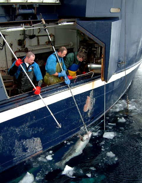 Longlining for toothfish in the Ross Sea, Antarctic. Photograph by John Bennett