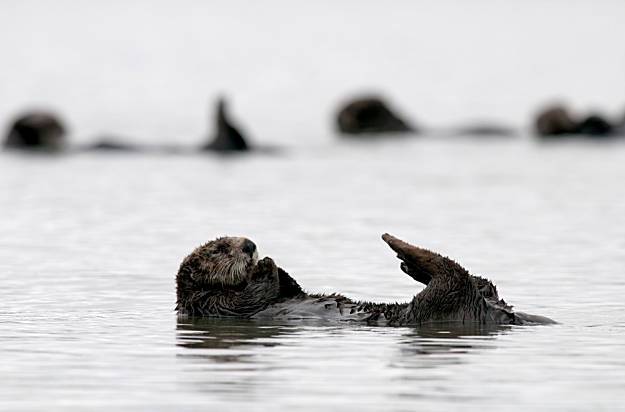A sea otter swims in Moss Landing harbor in Monterey. A record number of otters were found dead in 2010. Chad Ziemendorf / The Chronicle