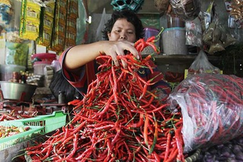 Hot commodity: Indonesia is preparing a campaign to encourage people to plant chillies. The government plans to distribute free seeds to 100,000 households. Tatan Syuflana