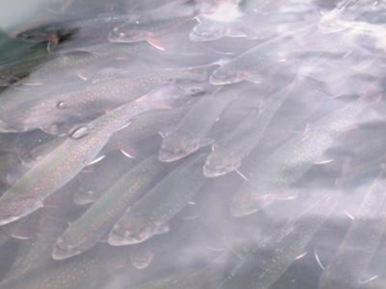 This image shows Brook trout similar to those affected by anti-depressants in Montreal's river water. Credit: University of Montreal