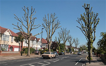 Pollarded trees in Hanwell, London. Photo: ALAMY