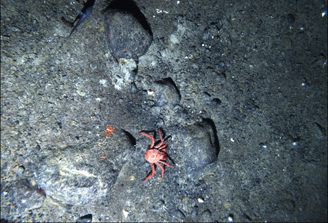 A crab, Paralomis birsteini, lies on the seafloor some 1,200 meters (3,937 feet) below the surface. Warming waters along the Antarctic peninsula have opened the door to shell-crushing king crabs that threaten a unique ecosystem on the seafloor. Courtesy Richard B. Aronson, Florida Tech