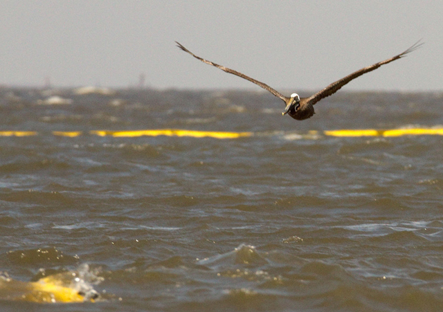 A nesting pelican flies over oil boom near Dead Man's Island in Bay Eloi off the coast of St. Bernard Parish, Louisiana in July 2010. Times-Picayune archive
