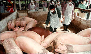 Culled pigs in Malaysia, April 1999. The Malaysian government killed these pigs to stop a massive outbreak of a deadly virus that jumped to humans and other species. The government electrocuted hundreds of thousands of pigs in the worst-hit area after it took thousands of soldiers, dressed in protective suits and masks, more than a week to shoot 139,000 animals. It had been hoped they would be able to kill 36,000 pigs a day. Malaysian officials also slaughtered stray dogs to stamp out the disease. BBC