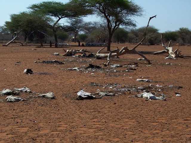 Somalia livestock killed by drought, 2006. Famine Early Warning Systems Network (FEWS NET) / gallery.usgs.gov