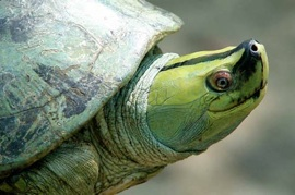 Critically endangered Burmese roofed turtle (Batagur trivittata). scientificamerican.com