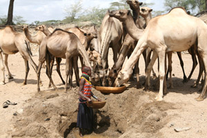 A Turkana girl waters camels from a hole dug in a dry river bed near Kenya&rsquo;s border with Uganda. Increasing drought has obliged pastoralists to travel further in their search for pasture and water. This often brings them into conflict with rival pastoralist communities. world.edu
