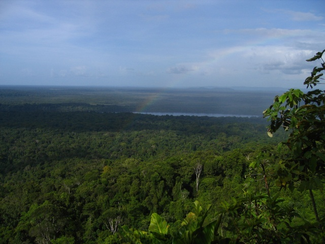 Canopy of the Iwokrama Forest in Guyana, viewed from the top of Turtle Mountain, 5 July 2008. AndySD / travbuddy.com
