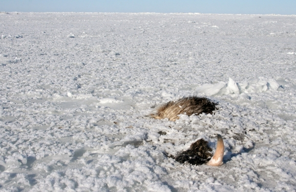 In this March 15, 2011 photo provided by the National Park Service, the carcass of a musk ox is shown frozen in ice at Bering Land Bridge National Preserve, Alaska. The frozen musk oxen were found on Tuesday, March 15, 2011, during a routine flight to track at least four musk oxen that had been fitted with collars to conduct research. AP Photo / National Park Service
