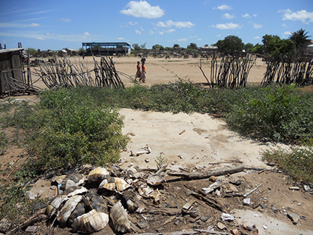 Shells of Radiated Tortoises killed by poachers in Madagascar. Turtle Survival Alliance / ENN