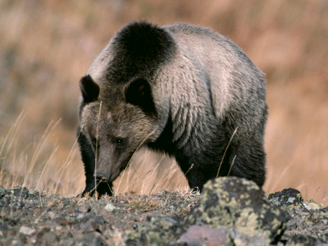 Grizzly bear in Yellowstone National Park. Writer Paul Solotaroff says climate change is putting the ecosystems of our national parks out of balance. Fish And Wildlife Service via AP
