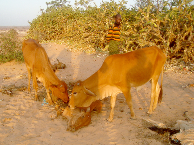 Cows eating the entrails of a dead cow, in drought-stricken central Somalia, 20 April 2011. © WOCCA