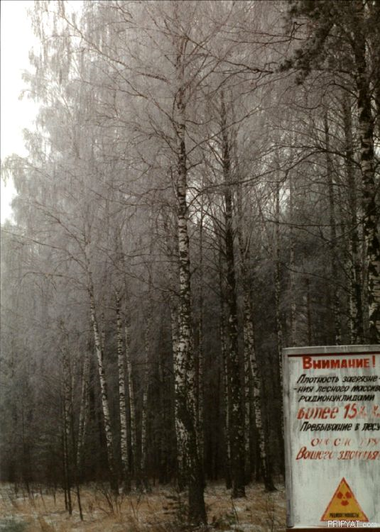 A birch forest near Pripyat that is contaminated by radiation from the Chernobyl explosion. Photo: pripyat.com
