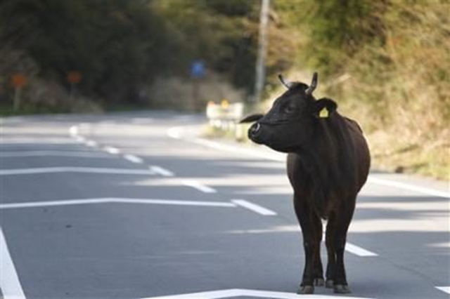 A cow roams on a street after residents in town evacuated in Okuma, Fukushima Prefecture, northeastern Japan, Friday, April 15, 2011. AP Photo / Hiro Komae