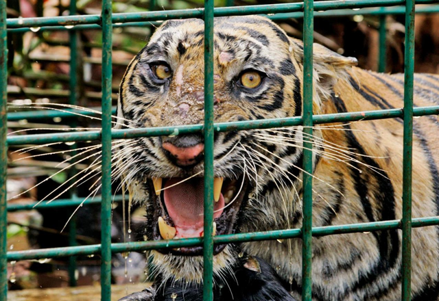 In this Wednesday, Feb. 11, 2009 file photo, a female Sumatran tiger that is believed to have killed 3 men is seen inside a trap set up by forest rangers and environmental activists at a palm oil plantation in Sungai Gelam, Jambi province on Sumatra island, Indonesia. AP Photo / Irwin Fedriansyah, File