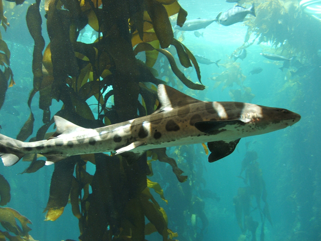 Leopard shark (Triakis semifasciata) at La Jolla Ecological Reserve. journeyetc.com