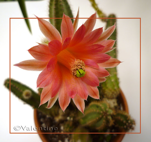 Echinocereus Echinocereus10%2004%2001_0002RM