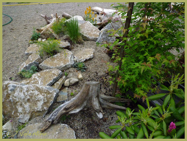 Jardin alpin MiniRocailleJardinAlpin10%2006%2003_87RM