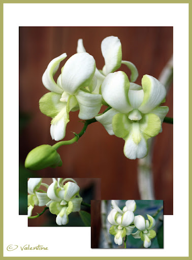 Dendrobium Burana White (Splash) OrchDendrobiumBuranaWhiteSplash100817_3RM