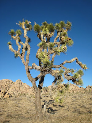 The Joshua Tree
