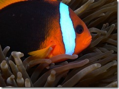 Black Anemone Fish Black Anemone Fish