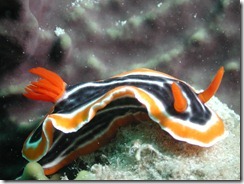 Nudibrach 1 Nudibrach 1