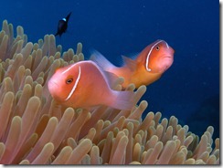 Pink Anemone Fish