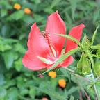 IMG_3139.JPG